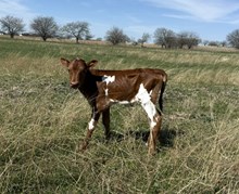 20 Gauge x 007 Catchit Bull Calf