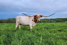 BCR Vintage Rose 992