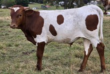 D~R ALTHA'S DRAGON SLAYER