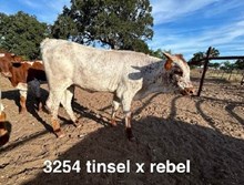 TEXANA TINSEL X REBEL HR - TAG 3254