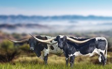 Legends Lot 3  Embryo