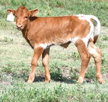 CND x Sweeten the odds Bull