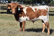 JAMMIN TEX X ROSE BLOSSUM ET (B) TAG 443