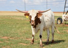 TS Texas Jack