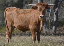 RJF RADIANT IN RED 474