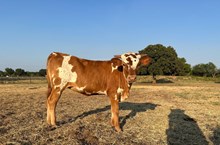 JAMMIN TEX X HR ROSETTE (H) ET TAG 508