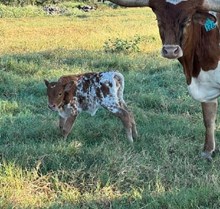 RJF MERCIFUL JAMMIN X REBEL HR TAG 524 (H)