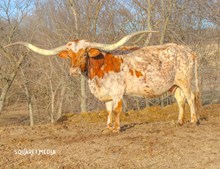 DOUBLE THE SYMBOLS SS