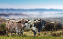 Legends Lot 6 Embryo