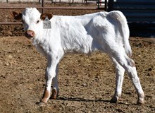 CND X Contested heifer