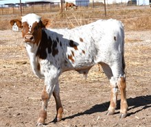 CND X Stars in Motion Bull 438