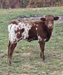 SCF Rosa’s Cantina