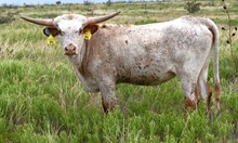 DB Contested's Betty