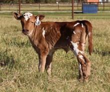 20 Gauge x All the Stars Heifer Calf