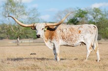 GLR  TOP 20 MERMAIDS