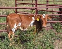 JAMMIN TEX X BAR R BREAK OF DAY (B) Tag 501