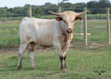 SEL Breeze Rio Notch Bull