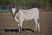 Top model x Breaking Bad