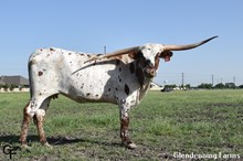 GF IRON SNEAKY LACEY