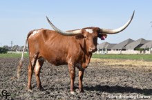 GF IRON BRANDY FREEZE