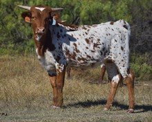 RJF/SL AZALEA TAG 470