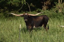 BCR Eternal Sunrise 057