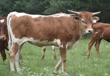  HR Nutella x Ironman HR Tag 476