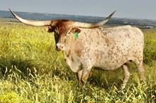 GLR DRIED PEACHES GAL