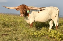 GLR  TUFF GROUND GAL