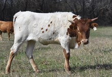 #2462 RJF Rio Net Worth x Rebel HR
