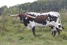 Hubbells Majestic Crown