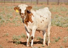 TS Texas Jack