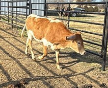 G3 DAYDREAM COWBOY 🇺🇸