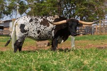 DB CUT'N GIRL 🇧🇷