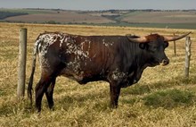 M7 HIGH ACE 🇧🇷