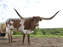 BG Tres Cowboy Chic