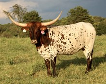 HL Center of Attention