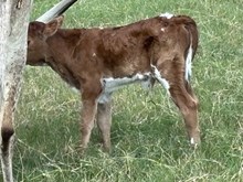 Bull calf UP Town Beauty x Higher Ground 521