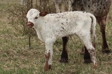 TOP CONTEST X DRAG IRON 2025 Heifer