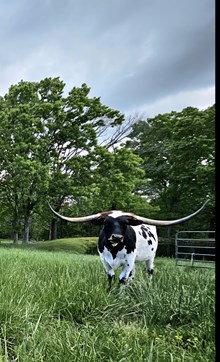 River's Texas Angel TK