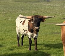 8/6/24 AMERICAN ROSE STEER