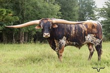 Cool Hand Luke 🚬Chex