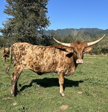 RC Don't Stop Beleivin