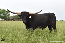 GF MANTUA (Man-TWO-Ah)