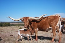 Seeasons Heifer Calf