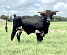 HL HIGHER GROUND X DH PRETTY RING