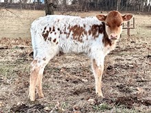 DFF Jeremiah’s Melanie