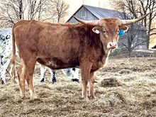 DFF Jeremiah’s Sable