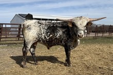 20G's King of Hearts FHR