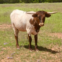BG Pacific Cowgirl